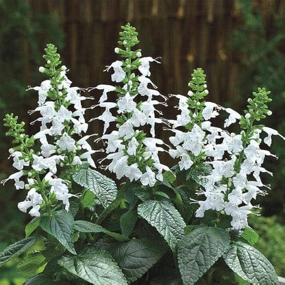 White Sage Flower Seeds for Planting – Heirloom Non-GMO Garden Seeds