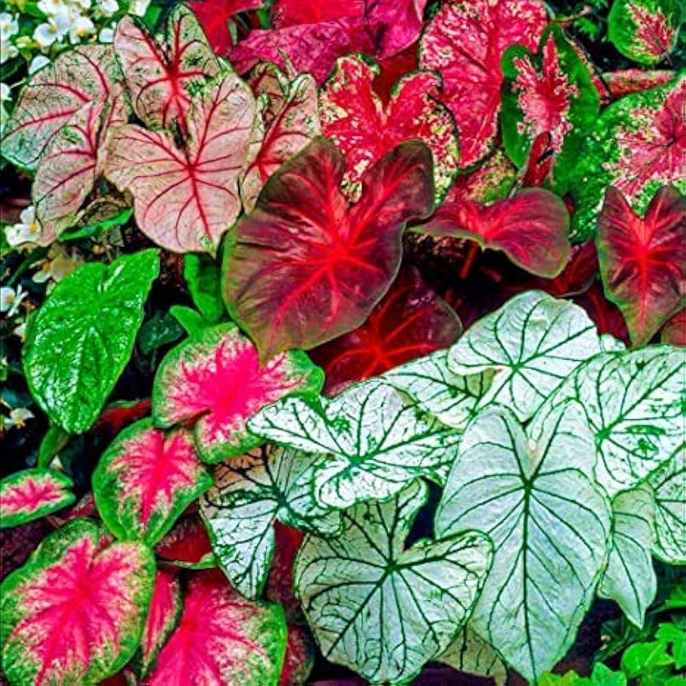 Pink Caladium flower seeds