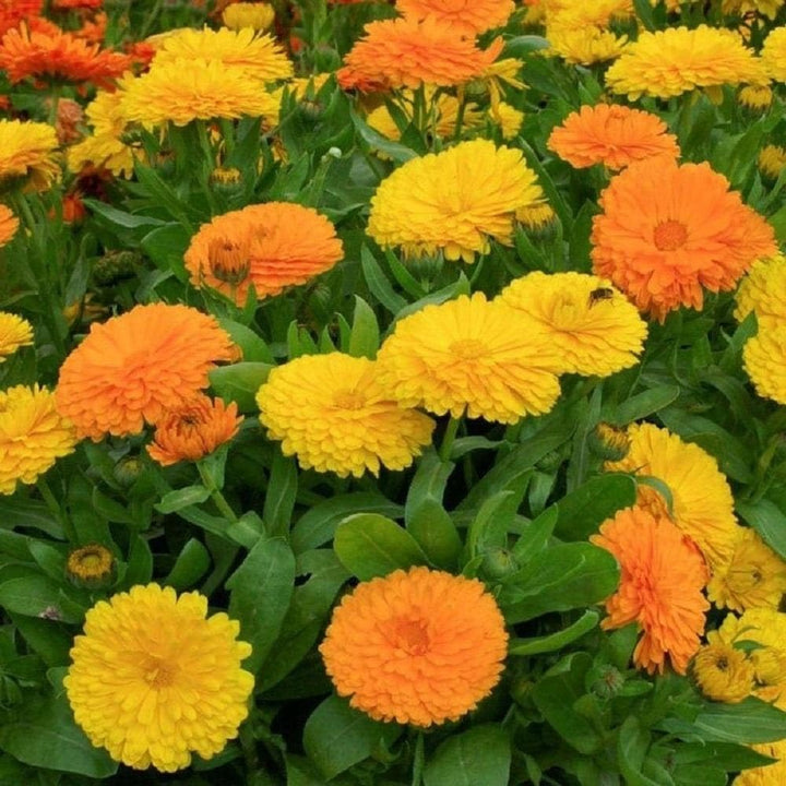 Calendula Triangle flower seeds