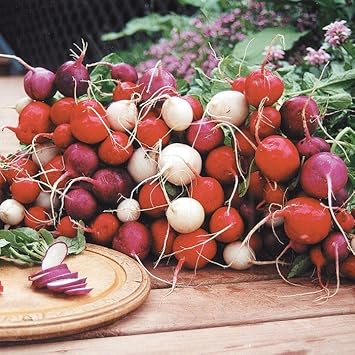 Easter Egg Radish Seeds