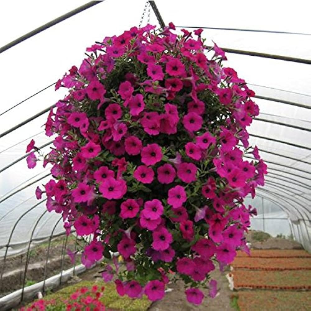 Freedom Summer flower seeds