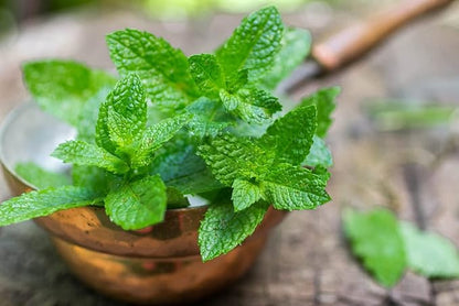 Mint Herb Seeds for Planting – Heirloom Non-GMO Garden Seeds
