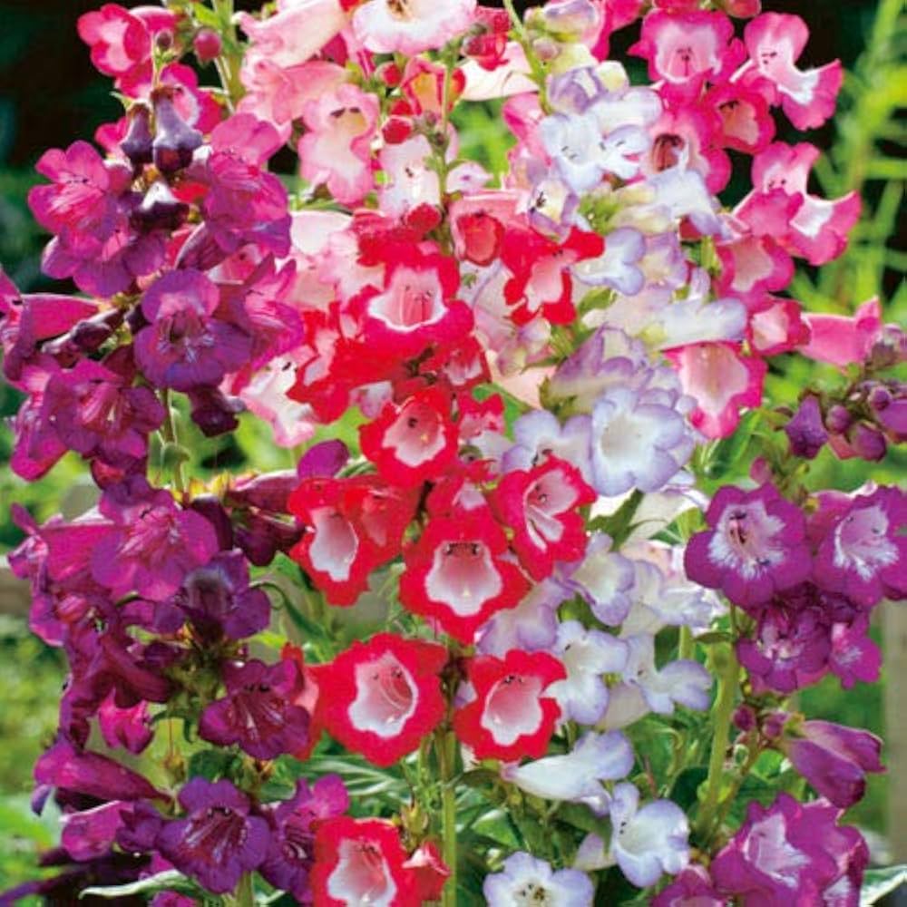 Penstemon Beard flower seeds