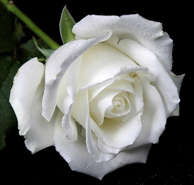 White Rose Flower Seeds for Planting – Heirloom Non-GMO Garden Seeds