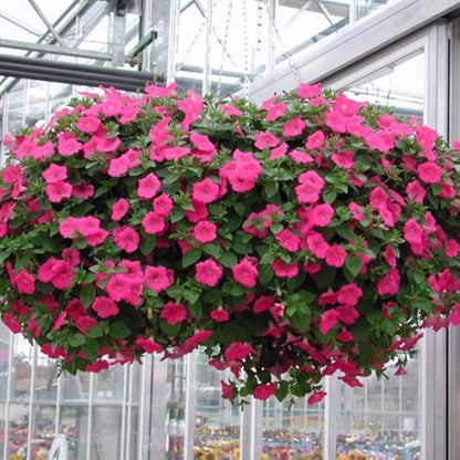 Petunia flower seeds