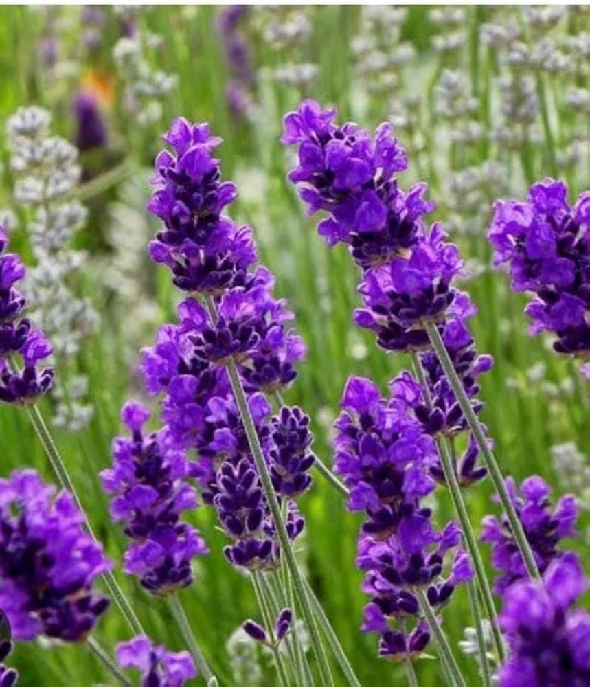 Lavender Blue flower seeds