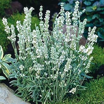 White Ellagance flower seeds