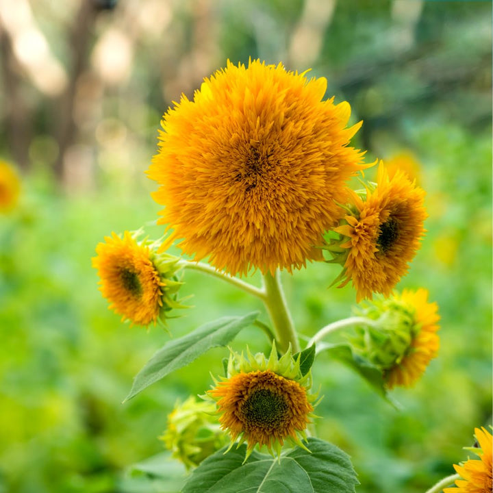 Yellow Teddy flower seeds