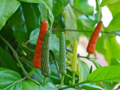 Long Pepper Seeds for Planting – Piper longum Spice Plant Seeds