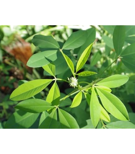 Chipilin Seeds for Planting – Guatemalan Herb Garden Seeds