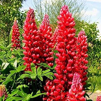 Lupine Red flower seeds