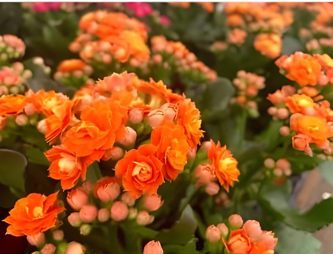 Orange Kalanchoe flower seeds
