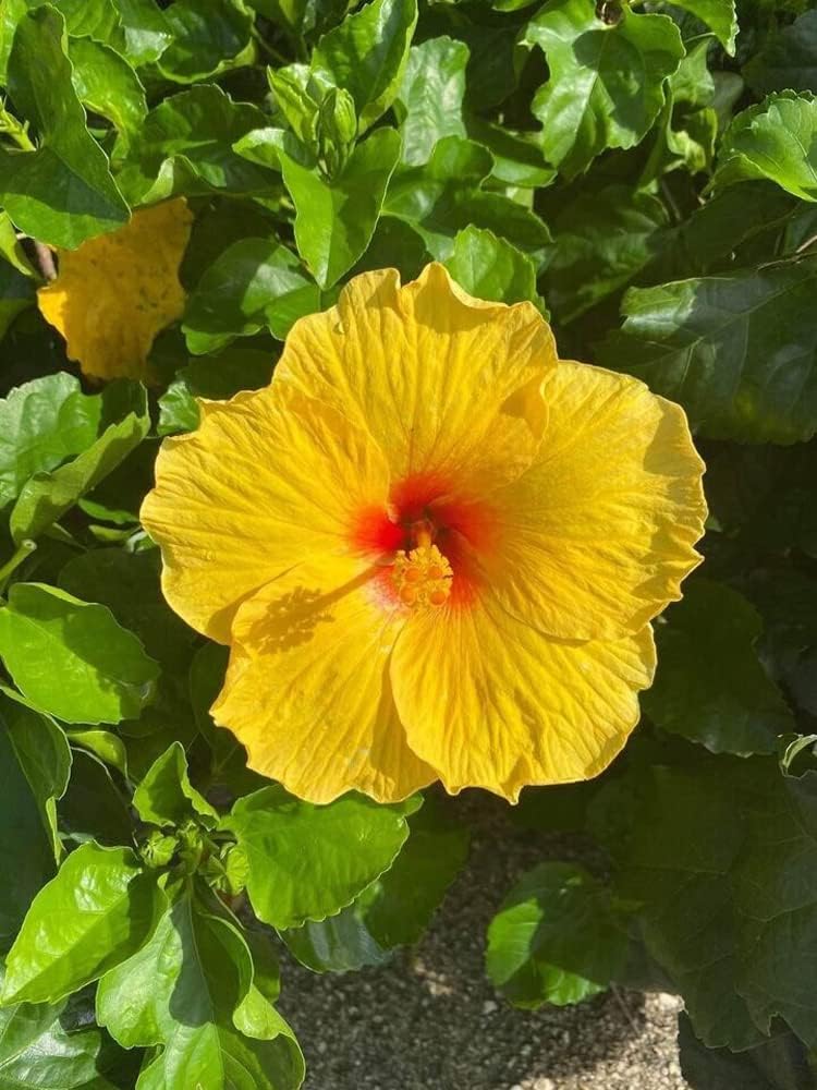 Yellow Hibiscus flower seeds
