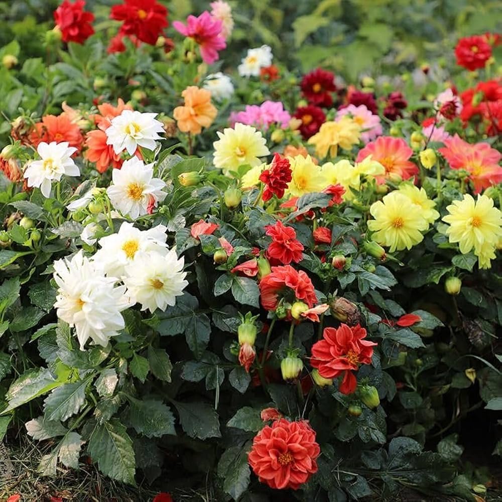 Dahlia Figaro flower seeds