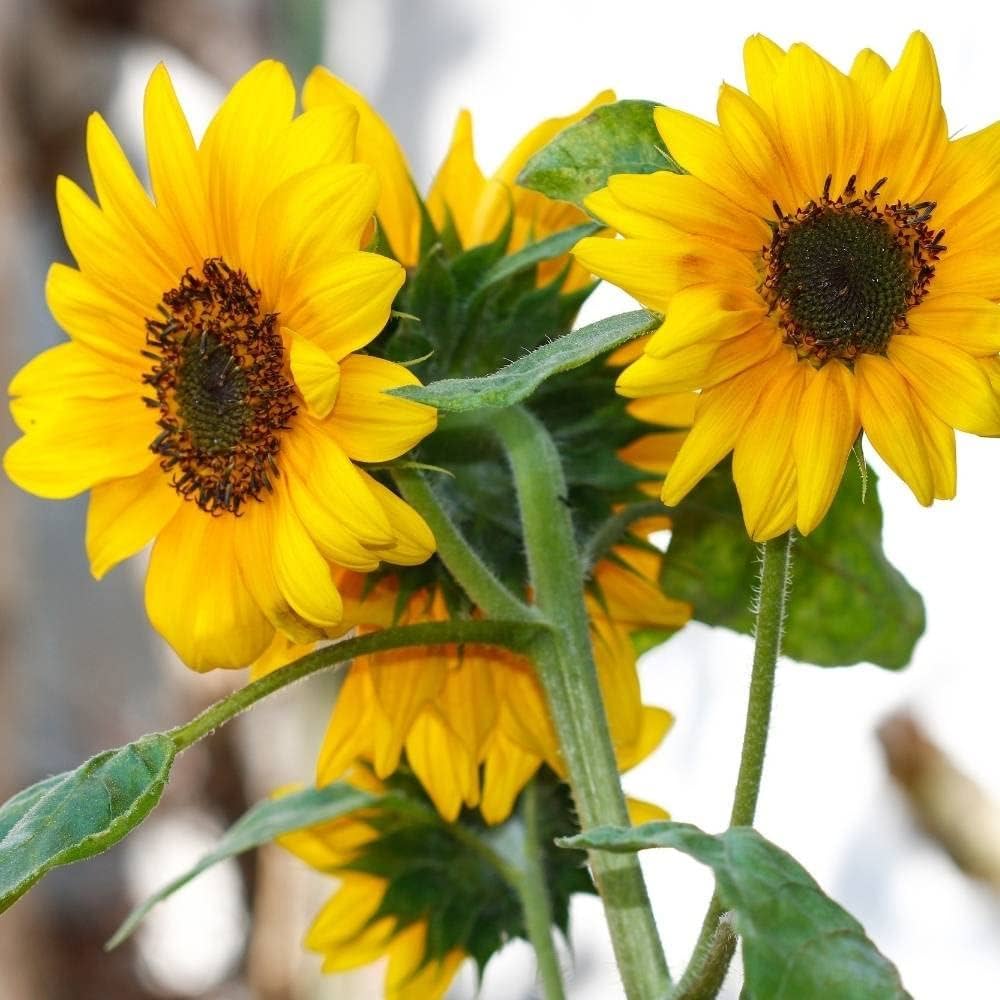 Yellow Mini flower seeds