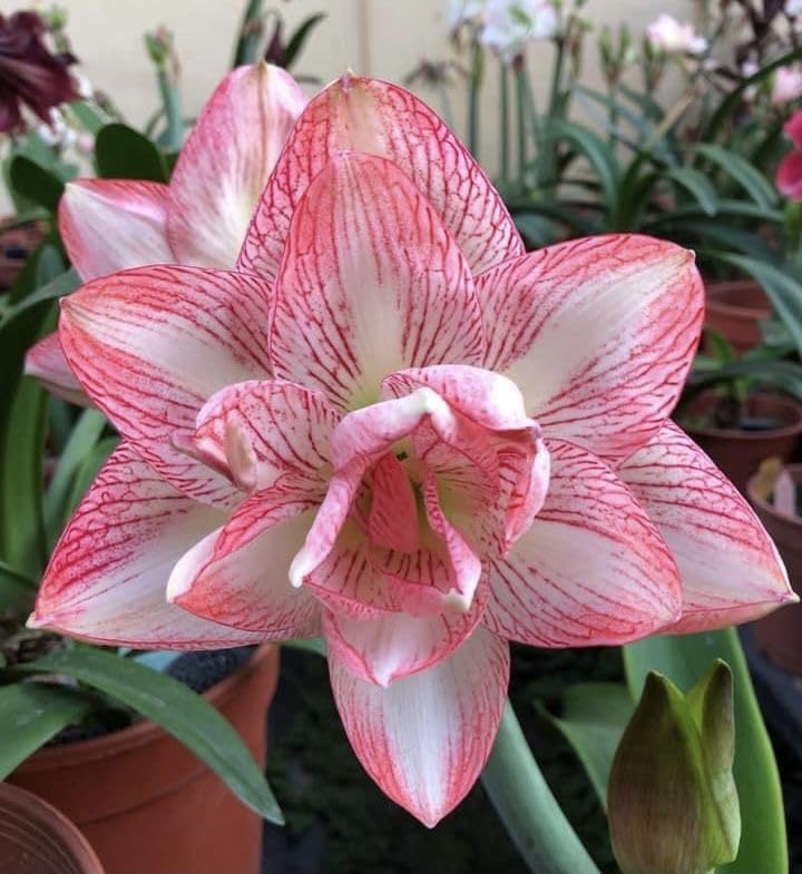 Light Pink Hippeastrum Flower Seeds for Planting – Heirloom Non-GMO Garden Seeds