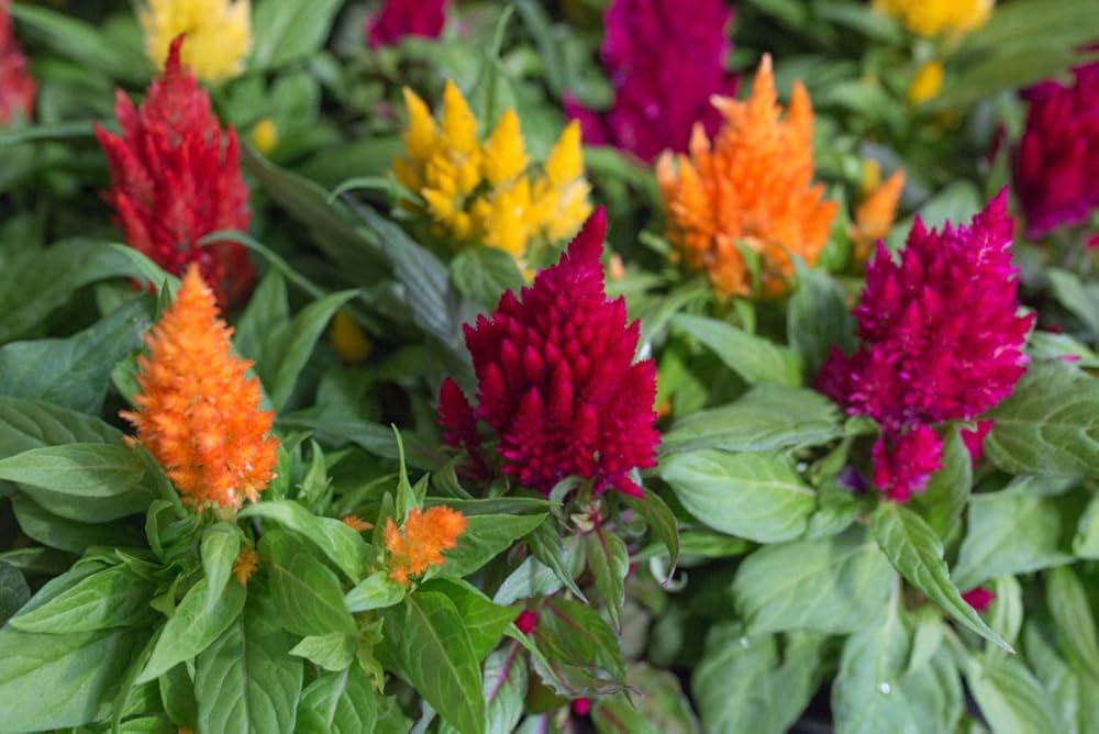 Celosia Fresh flower seeds