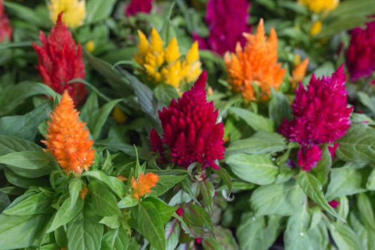 Celosia Fresh flower seeds