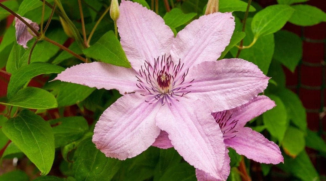 Light Pink flower seeds