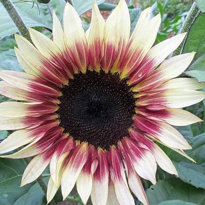 and Pink Sunflower plant