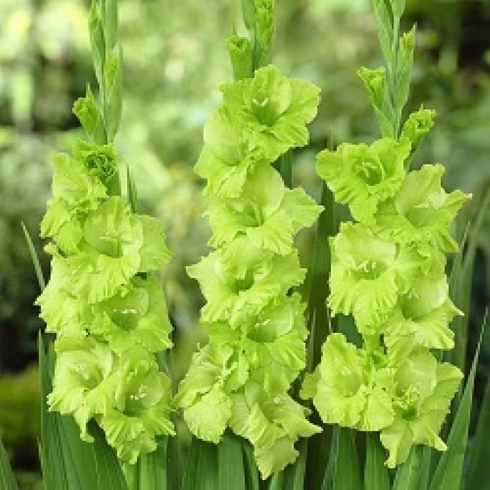 Green Gladiolus flower seeds