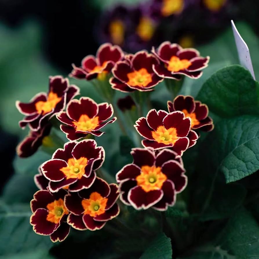 Auricula Primrose plant
