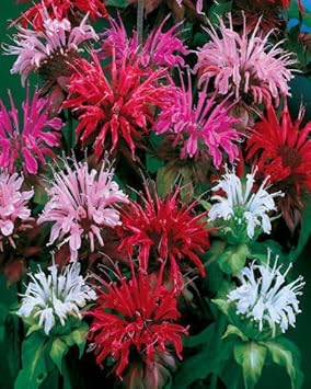 Panorama flower seeds