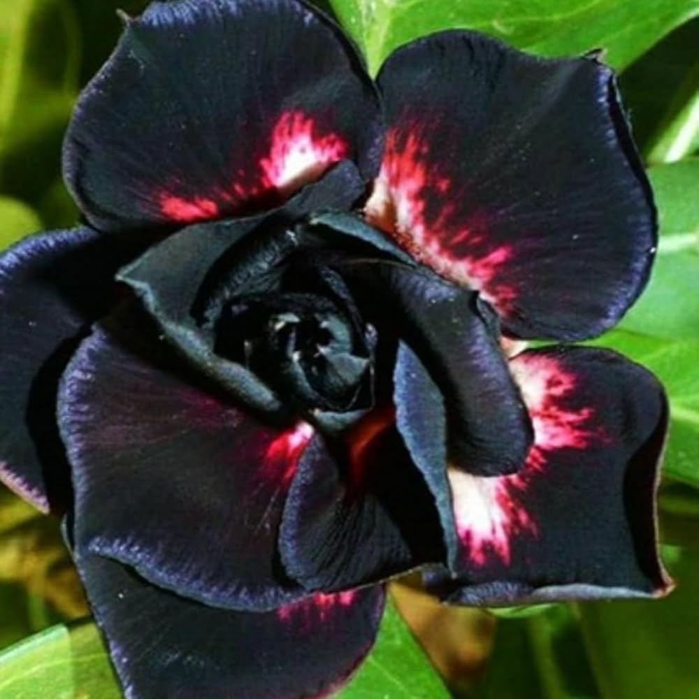 Black Adenium flower seeds