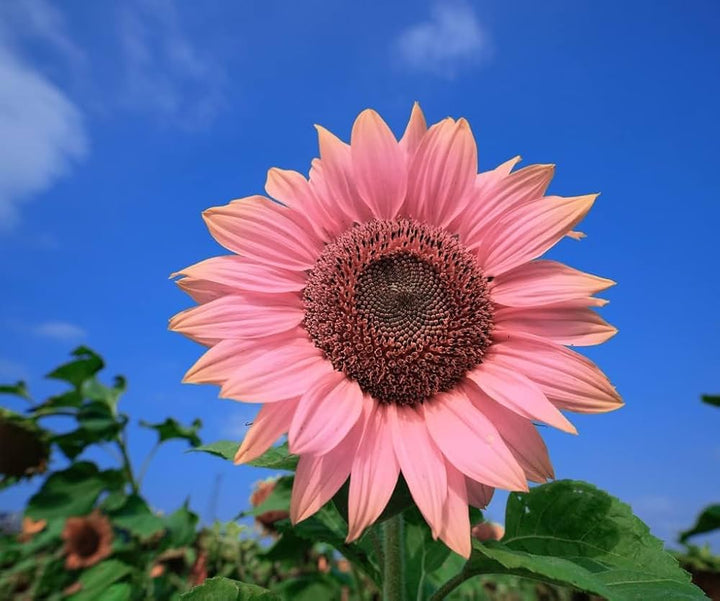 Bright Pink flower seeds