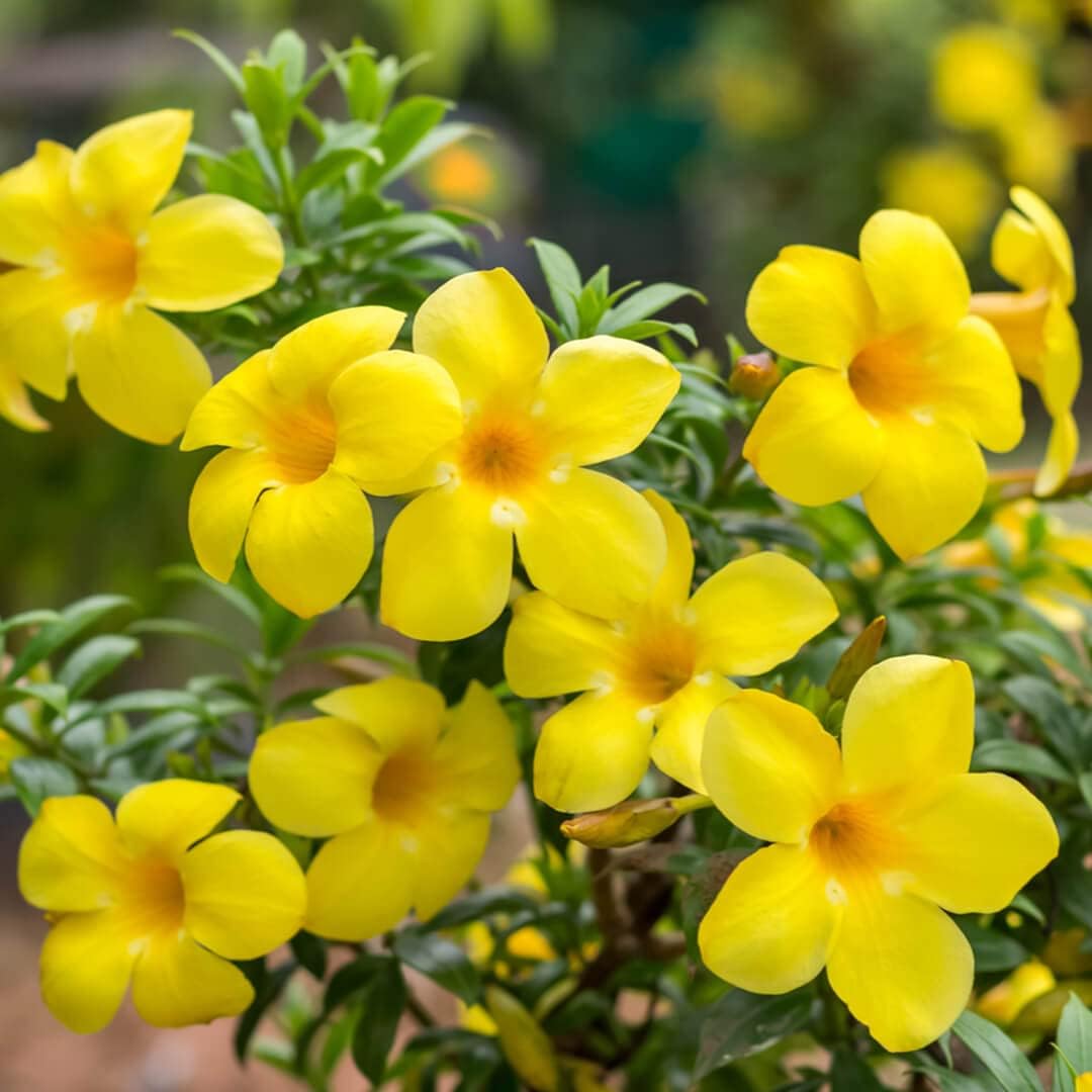 Allamanda flower seeds