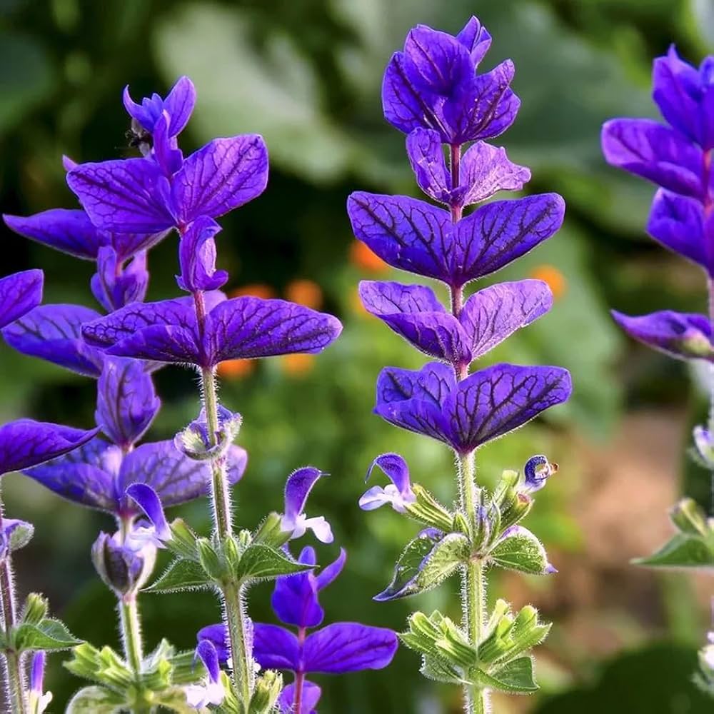 Sage flower seeds