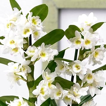 White Dendrobium flower seeds