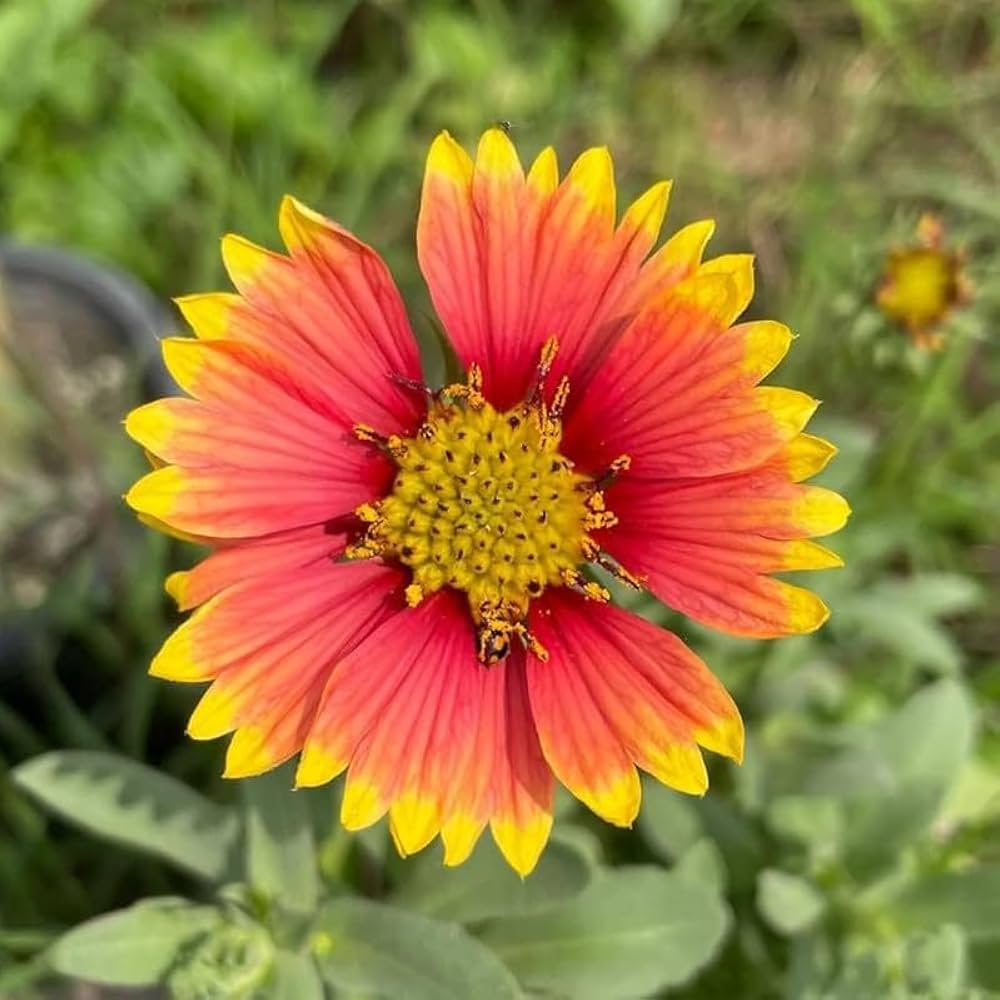 Gaillardia Pulchella flower seeds