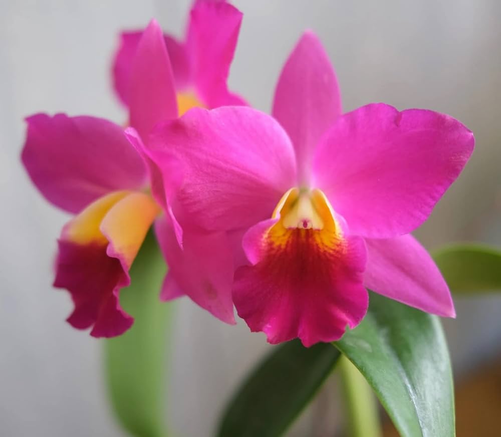 Pink Cattleya flower seeds