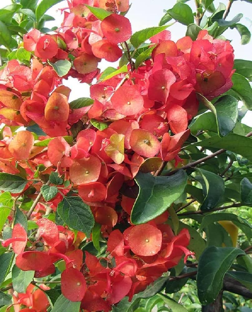 Holmskioldia flower seeds