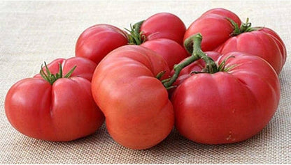 New Big Dwarf Tomato Vegetable Seeds for Planting – Heirloom Non-GMO Garden Seeds