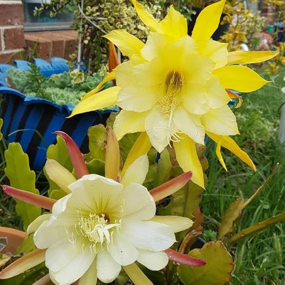Yellow White flower seeds