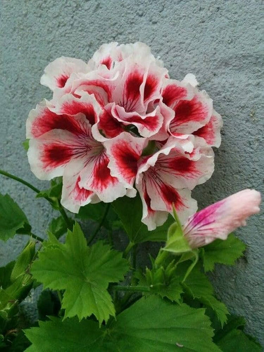 White Maroon flower seeds