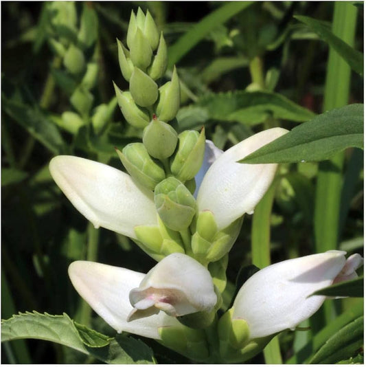 Turtlehead Chelone flower seeds