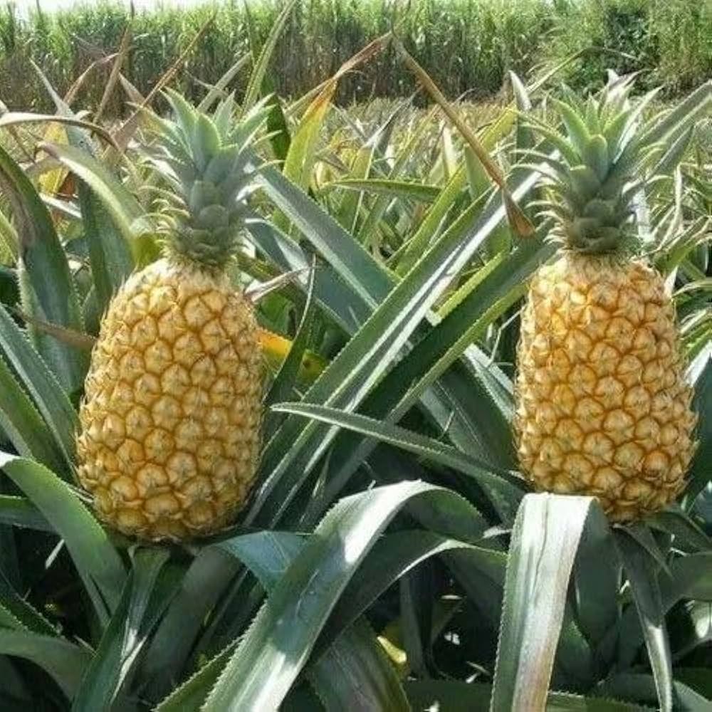 yellow pineapple seeds