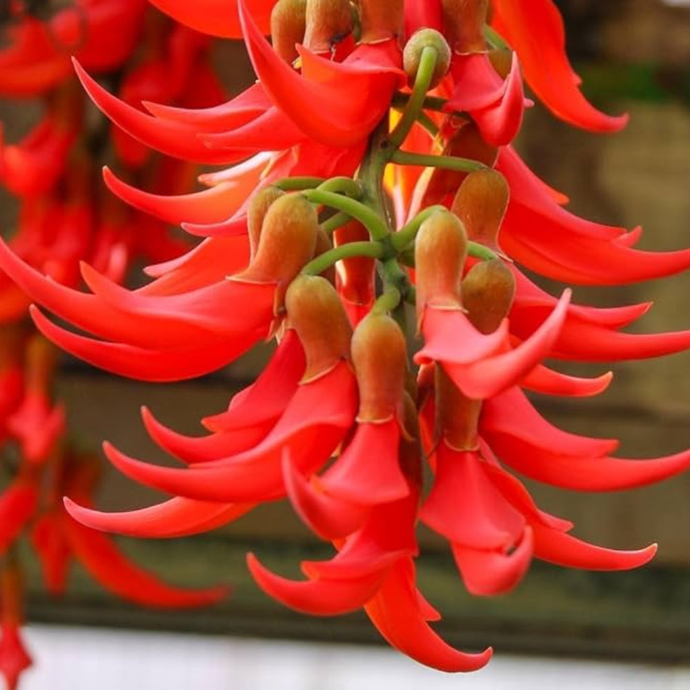 Red Jade flower seeds