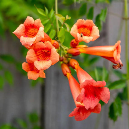 Orange Clematis flower seeds