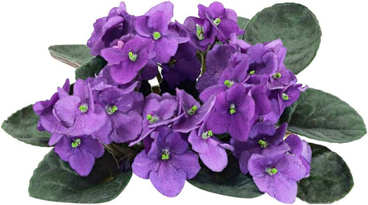 Violet Mini flower seeds