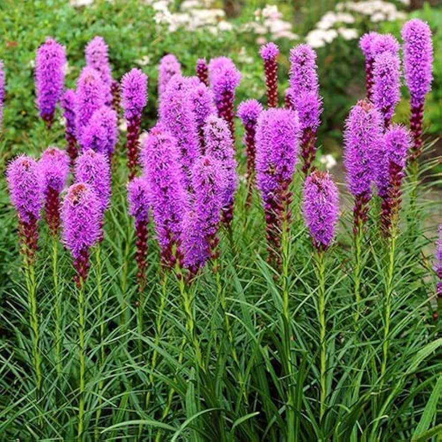Purple Liatris flower seeds