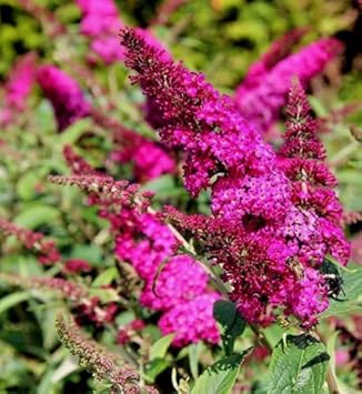 Pink Butterfly flower seeds