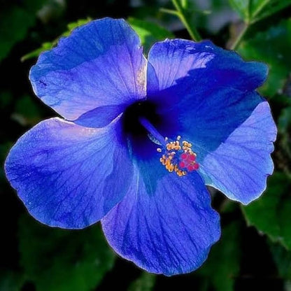 Dark Blue flower seeds