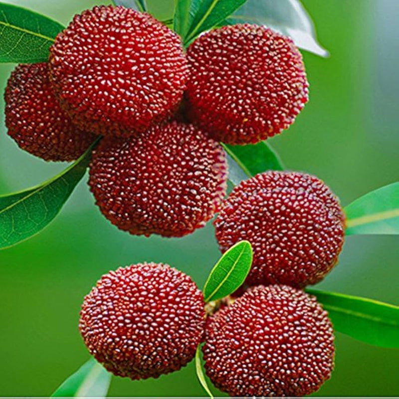 Bayberry Fruit Seeds for Planting – Heirloom Non-GMO Garden Seeds