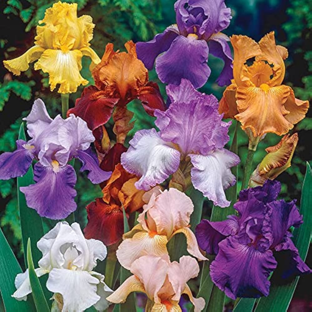Iris Bearded flower seeds