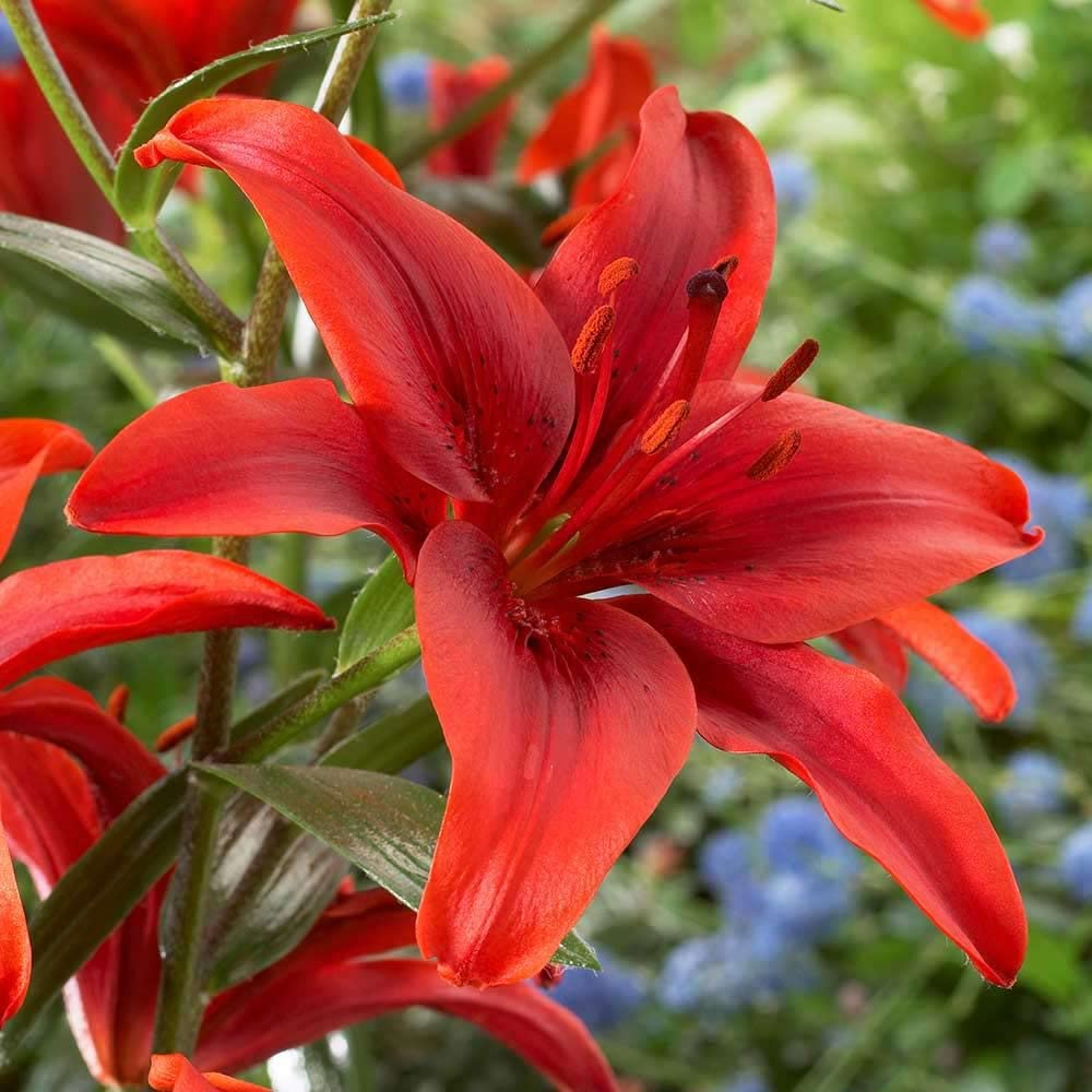 Red Lilium flower seeds
