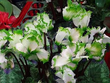 Light Green flower seeds